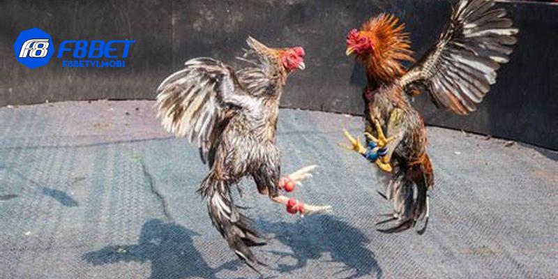 Mỗi loại cựa mang sức mạnh riêng, quyết định kết quả trận đấu kịch tính
