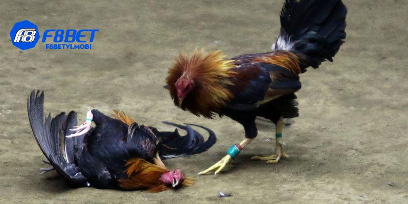 Chọn chiến thắng, thất bại, hoặc hòa để quyết định tất cả