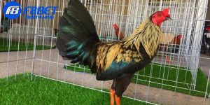​Đá Gà Tre Là Gì? F8BET Với Trải Nghiệm Cược Đỉnh Cao